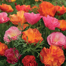 Load image into Gallery viewer, Poppy (Californian) XL Jelly Beans