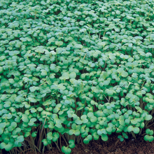 Load image into Gallery viewer, Unwins Green Manure Seeds Range