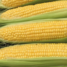 Load image into Gallery viewer, Sweetcorn Moonshine F1