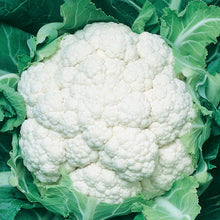 Load image into Gallery viewer, Cauliflower Igloo
