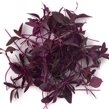 Load image into Gallery viewer, MicroGreens Amaranth Red Aztec