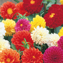 Load image into Gallery viewer, Dahlia Pompom Mix
