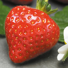 Load image into Gallery viewer, Unwins Sweet Summer Fruit Seed Bundle
