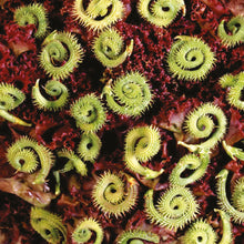 Load image into Gallery viewer, Little Growers Striped Caterpillars