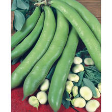 Load image into Gallery viewer, Broad Bean The Sutton (Dwarf)