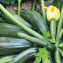 Load image into Gallery viewer, Courgette Jaguar F1Vegetable
