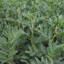 Load image into Gallery viewer, Unwins Green Manure Seeds Range