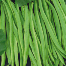 Load image into Gallery viewer, Runner Bean Equator