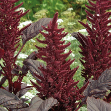 Load image into Gallery viewer, Amaranthus Velvet Curtains