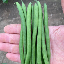 Load image into Gallery viewer, French Bean (Dwarf) Quartz