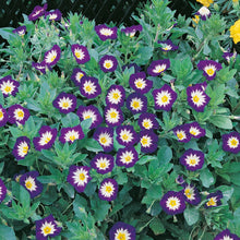 Load image into Gallery viewer, Convolvulus Royal Ensign