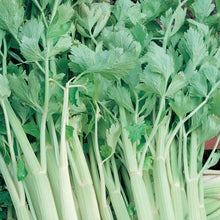 Load image into Gallery viewer, Celery Golden Self Blanching