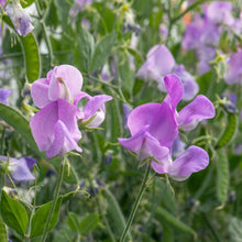 Load image into Gallery viewer, Sweet Pea Leamington