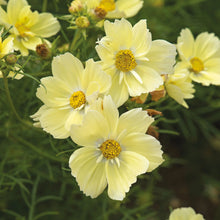 Load image into Gallery viewer, Unwins Cosmos Sunset Seed Bundle