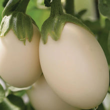 Load image into Gallery viewer, Aubergine Ivory F1