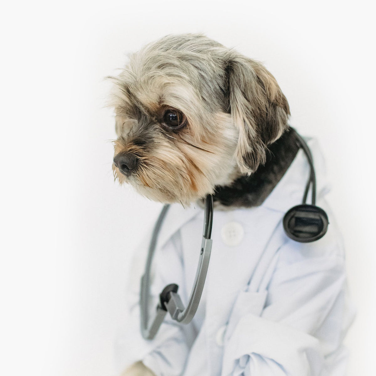Direct4Pet cute dog dressed as veterinarian with stethoscope, gray and white coat, pet healthcare costume, engaging animal themed content for online pet supply and medication.
