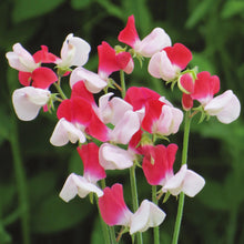 Load image into Gallery viewer, Sweet Pea Little Red Riding Hood