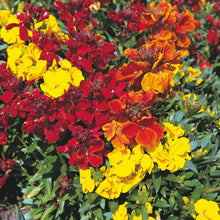 Load image into Gallery viewer, Unwins Spring Flowering Seed Bundle