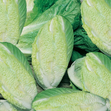 Load image into Gallery viewer, Lettuce (Cos) Little Gem