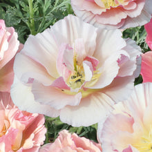Load image into Gallery viewer, Poppy (Californian) Frilled Rose