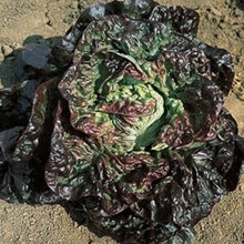 Load image into Gallery viewer, Lettuce (Butterhead) Marvel Of Four Seasons