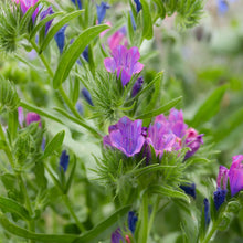 Load image into Gallery viewer, Natures Haven Easy Wildflower 1.2kg Box