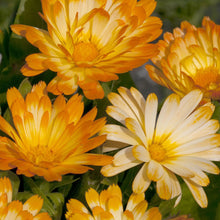 Load image into Gallery viewer, Calendula Oopsy Daisy