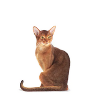 Load image into Gallery viewer, Royal Canin Fussy Cat Food