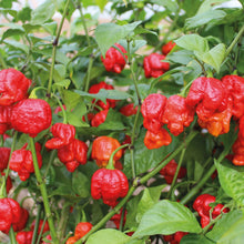 Load image into Gallery viewer, Pepper (Chilli) Armageddon F1