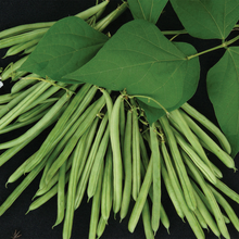 Load image into Gallery viewer, French Bean (Climbing) Isabel