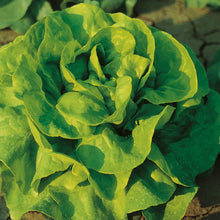 Load image into Gallery viewer, Lettuce (Butterhead) Justine