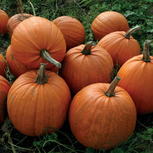 Load image into Gallery viewer, Pumpkin Rocket F1