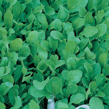 Load image into Gallery viewer, Herb Rocket