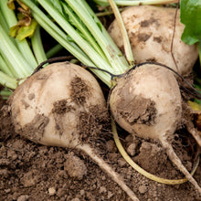 Load image into Gallery viewer, Beetroot Avalanche F1