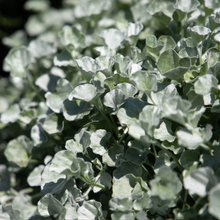 Load image into Gallery viewer, Unwins Houseplant Seeds Range