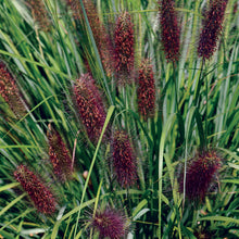 Load image into Gallery viewer, Ornamental Grass Pennisetum alopecuroides