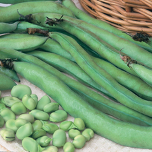 Load image into Gallery viewer, Broad Bean Masterpiece Longpod