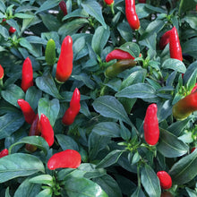 Load image into Gallery viewer, Pepper (Chilli) Quickfire