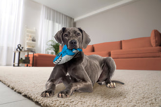 Load image into Gallery viewer, KONG Maxx Shark Medium Dog Toy