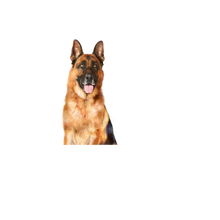 Load image into Gallery viewer, Royal Canin Dog Maxi Ageing Loaf in Can 410g x 12