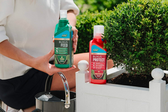 Load image into Gallery viewer, Westland 2 in1 Feed and Protect Buxus 2 x 500ml