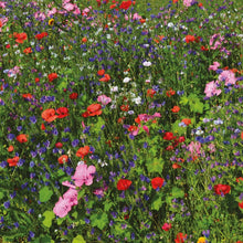 Load image into Gallery viewer, Little Growers Wildflower Bee & Butterfly Mix
