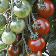 Load image into Gallery viewer, Tomato (Cherry) Ruby Falls