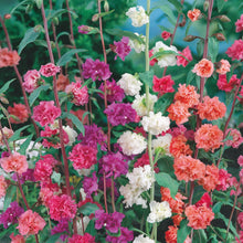 Load image into Gallery viewer, Clarkia Double Mix