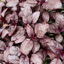 Load image into Gallery viewer, MicroGreens Amaranth Red Aztec
