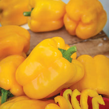 Load image into Gallery viewer, Pepper (Sweet) Afterglow