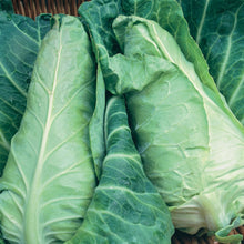 Load image into Gallery viewer, Cabbage (Pointed) Dutchman F1