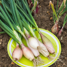 Load image into Gallery viewer, Unwins Pickling Veg Seed Bundle