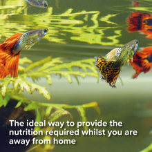 Load image into Gallery viewer, King British Holiday Food Block For Cold Water & Tropical Fish