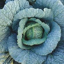 Load image into Gallery viewer, Cabbage (Savoy) Supervoy F1